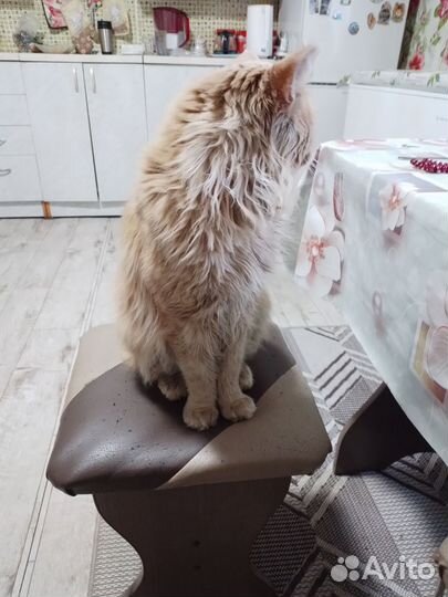 Кот мейн-кун