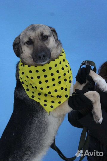 Подарите Октавии домашнее тепло и уют