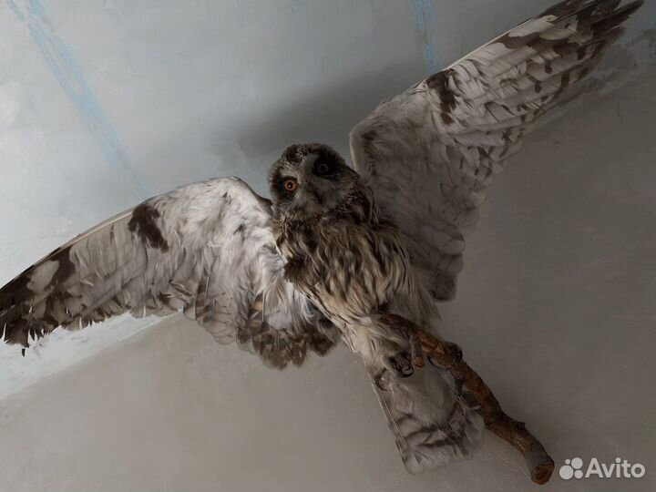 Чучело совы