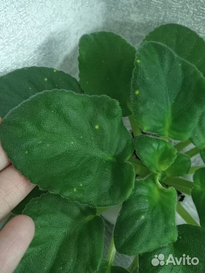 Фиалка шн-Космическая фея