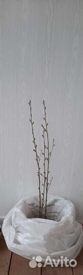 Саженцы вишни