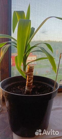 Замиокулькас Султан Юкка