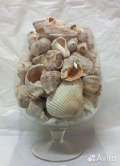 Морские ракушки