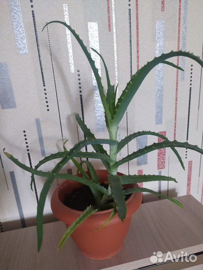 Алоэ вера лечебный