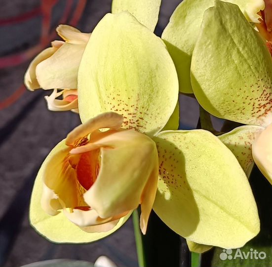 Орхидея фаленопсис patric peloric патрик