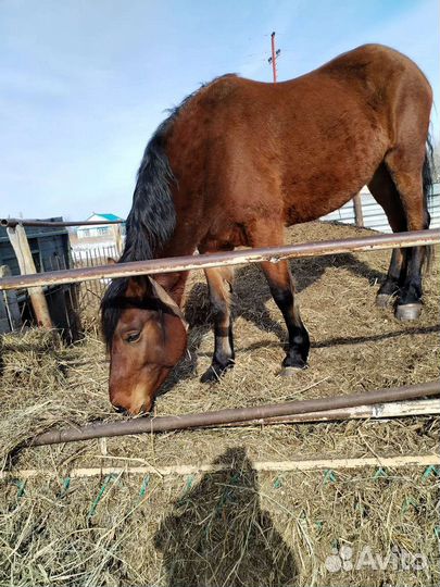 Продам лошадь