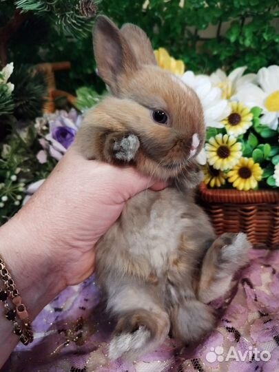 Декоративные кролики. Карликовые мини