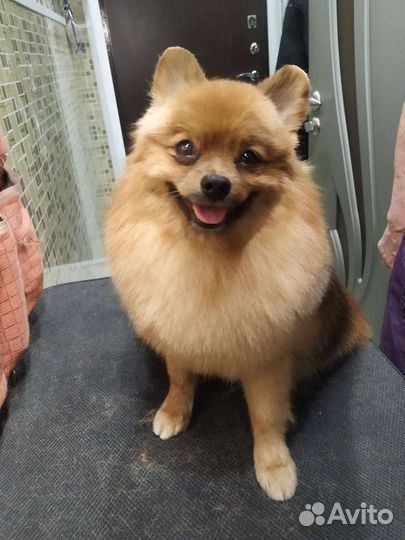 Груминг,триминг,модельная стрижка собак