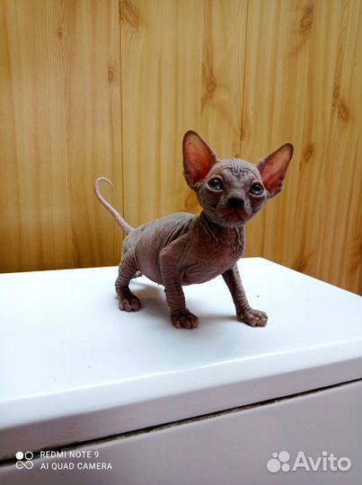 Канадский сфинкс