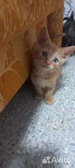 Кошка в дар бесплатно