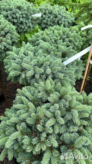 Ель Энгельмана 