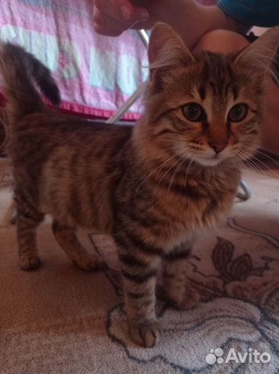 Отдам в добрые руки