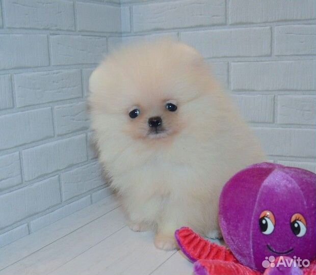 Померанский шпиц,кукольные мини щенки с документам