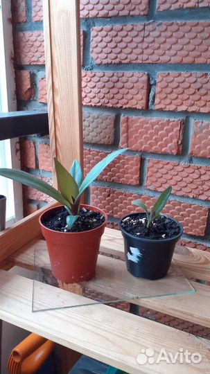 Рео (рэо) пестрое