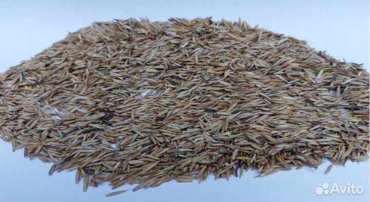 Газонная трава семен Пырей ползучий оптом от 100кг