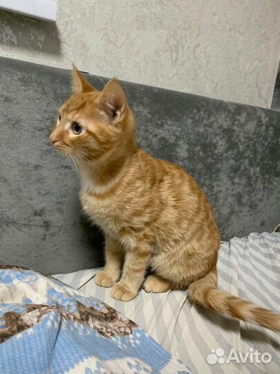 Отдам котёнка в добрые руки