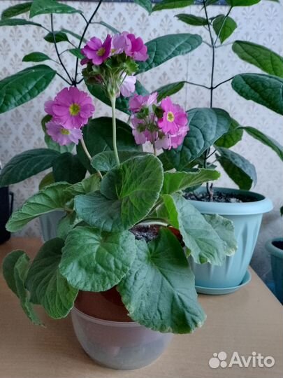 Клеродендрум, примула комнатная