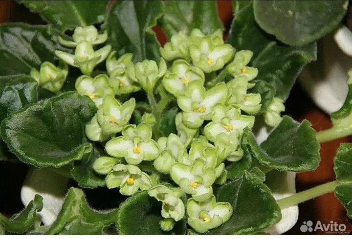 Взрослые фиалки, детки, укорененные листы