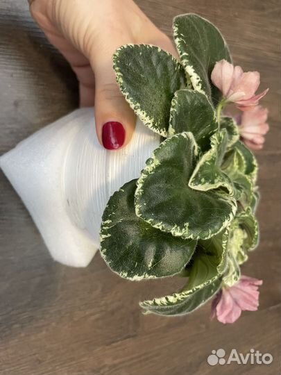 Фиалка сортовая