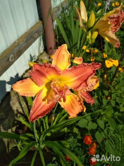 Многолетники. Садовые цветы