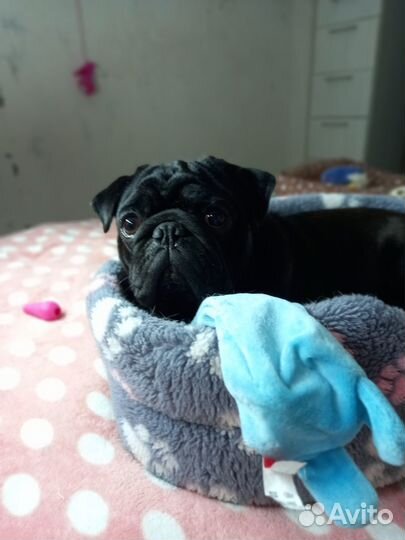 Мопс вязка мальчик