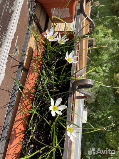 Зефирантнс