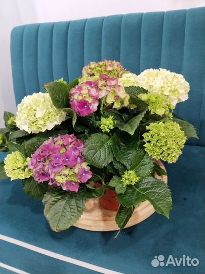 Гортензия комнатная цветы к 8 марта