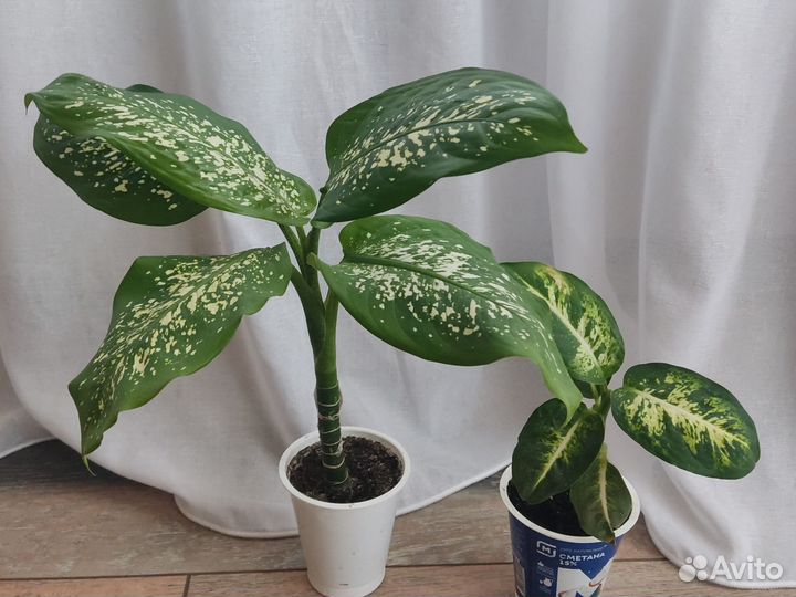 Диффенбахия