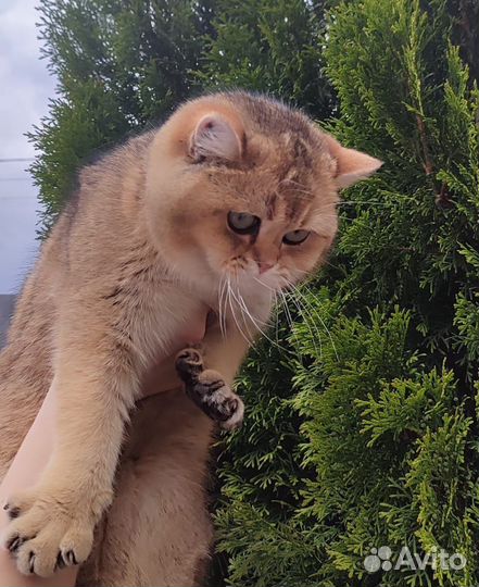 Шотландский кот вязка