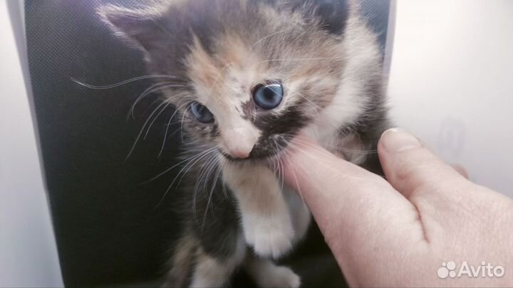 Британский котенок