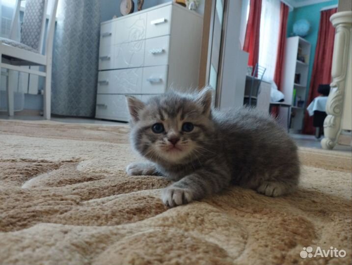 Шотландские котята