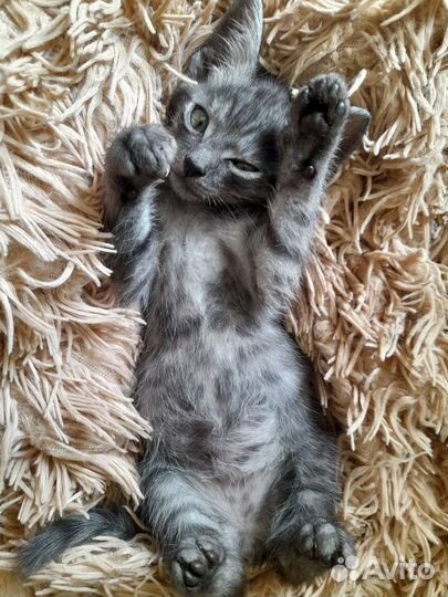 Кот