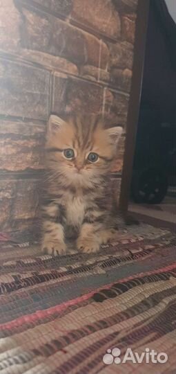 Продам котят
