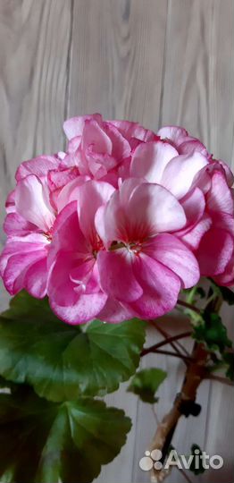 Пеларгония Sur pink batik