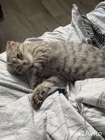 Найдена кошка