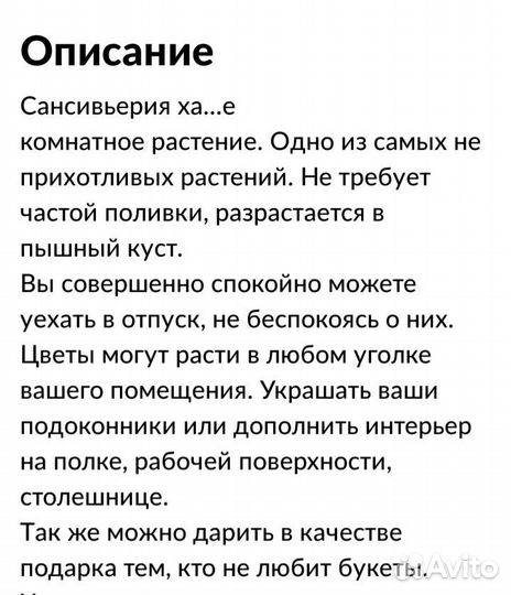 Сансевиерия