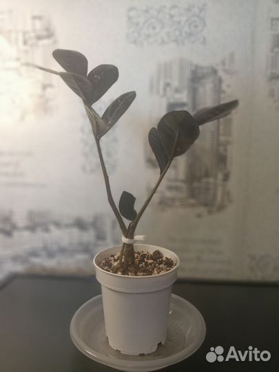 Замиокулькас равен