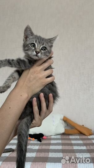 Чудесный котенок мальчик