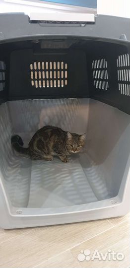 Перевозка для собак крупных пород, овчарок