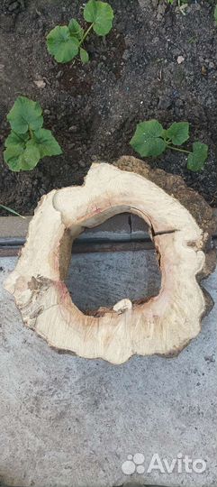 Спил берёза клён