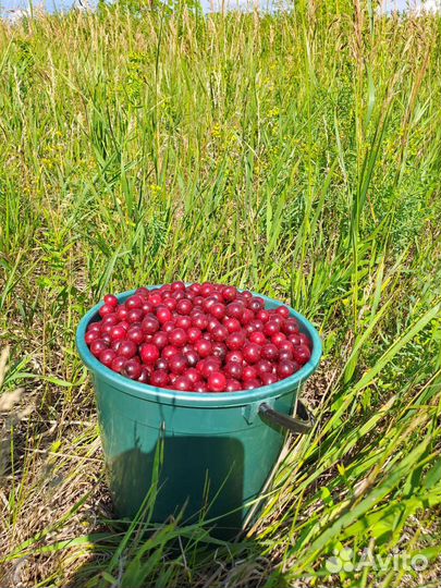 Вишня свежая