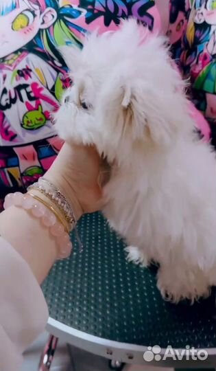 Мальтийская болонка мини мальчик Корея