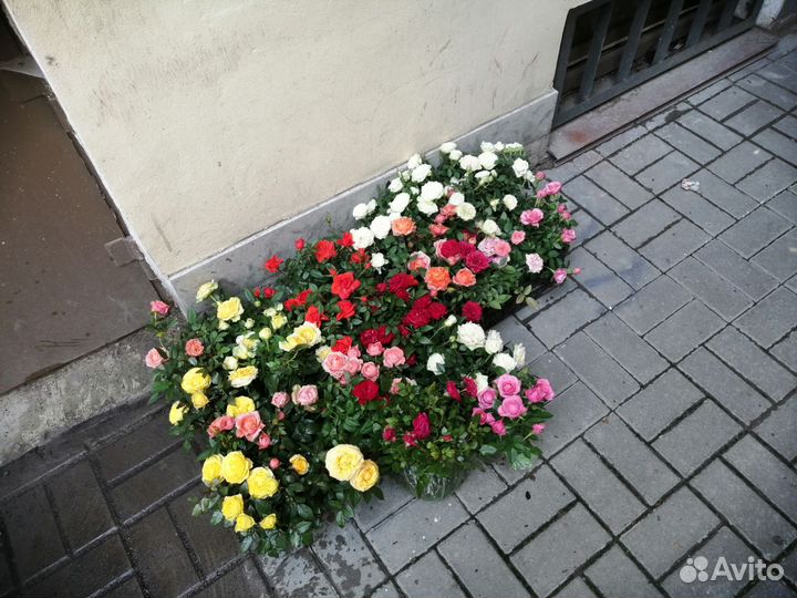 Кустовые розы, Туи на посадку