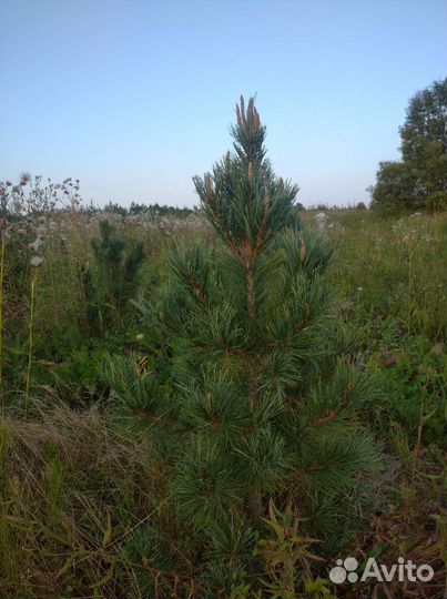 Сосна Кедровая Европейская