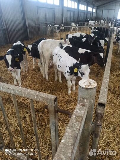 Телята бычки