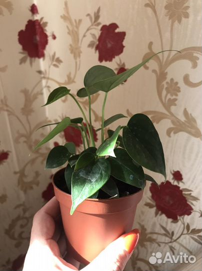 Комнатные растения цветы