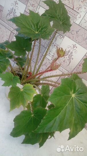 Шикарная бегония в офис