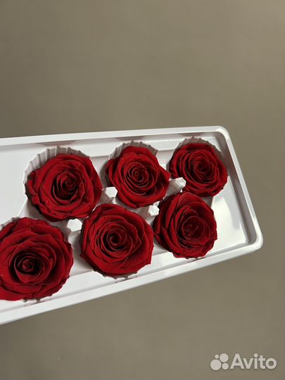 Стабилизированные розы классические красные d5см