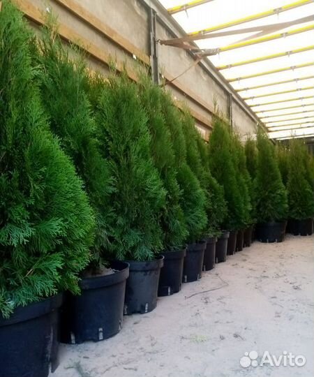 Туя Туи Смарагд 100-120см