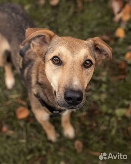 Маленькая собака в добрые руки